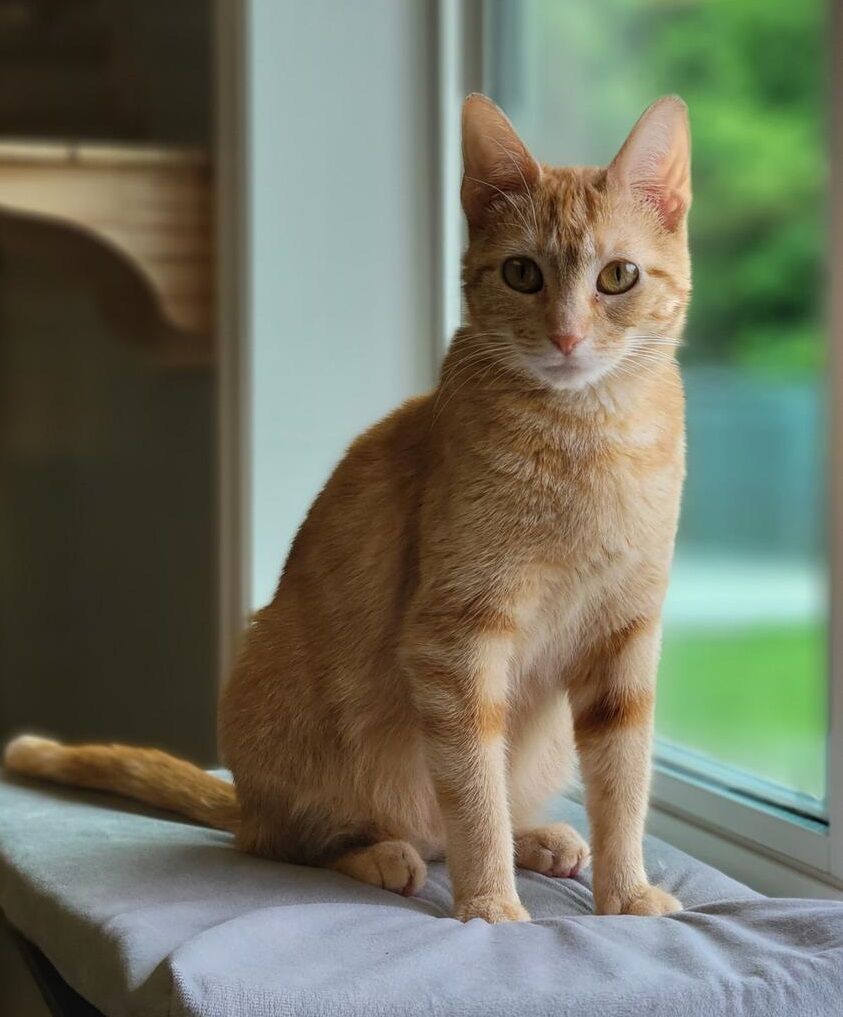 Pet of the Week: Delaney